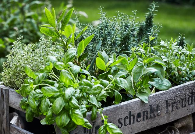 Les herbes aromatiques surgelées sont-ils aussi intéressants que les fraiches ? Voici la réponse