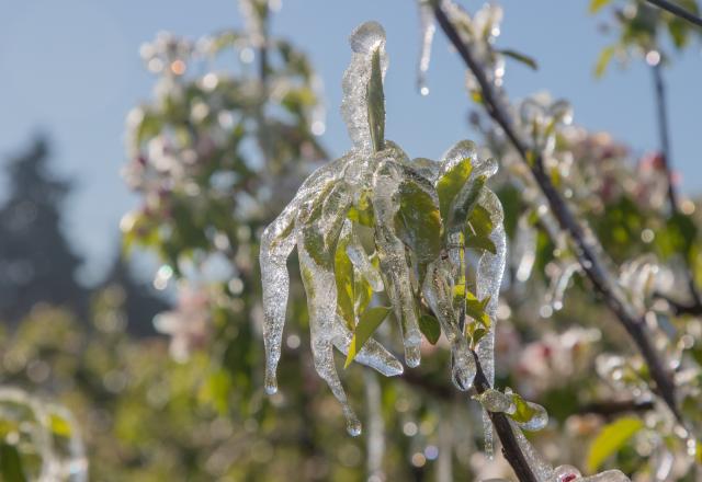 Neige en France : Pourquoi risque-t-on de perdre 100% des récoltes de fruits cette année ?