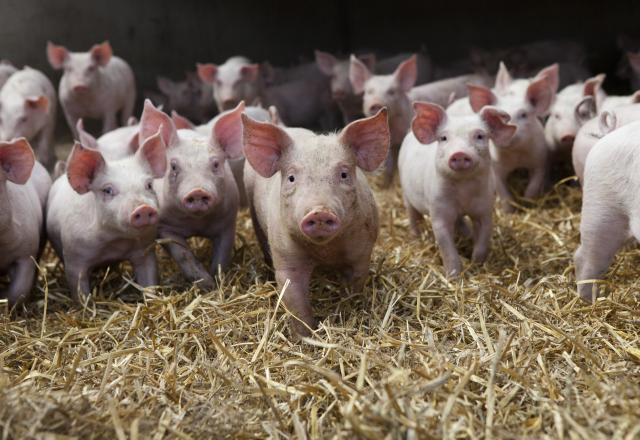 Filière du porc : Une crise historique et des éleveurs en détresse