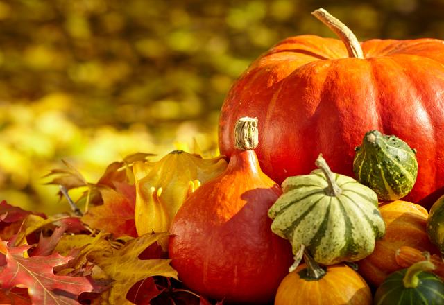 À l’approche d’Halloween, comment différencier les citrouilles comestibles des citrouilles toxiques ?