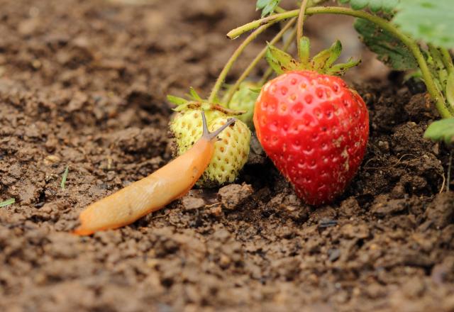 Avec cette astuce toute simple, vous pouvez protéger les fraises de votre jardin contre les limaces et autres nuisibles