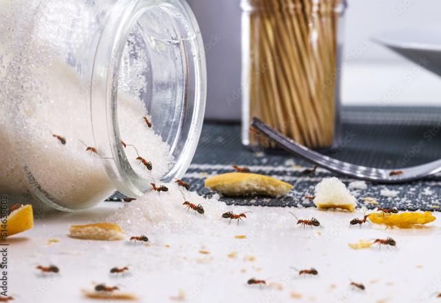 Avec ces quelques produits présents dans votre cuisine, vous pouvez créer une barrière anti-fourmis efficace et naturelle