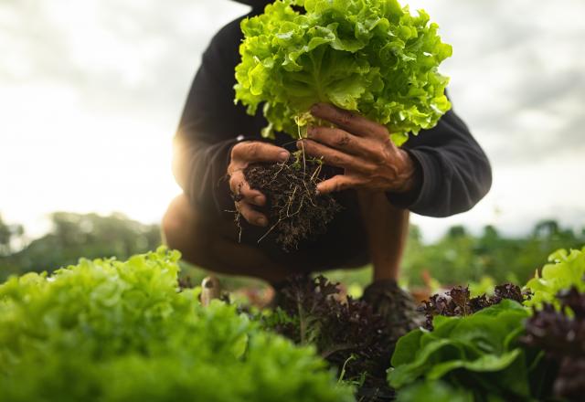 Quelle salade choisir ? Voici celles à privilégier selon une diététicienne