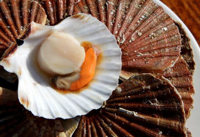 Quand acheter ses Saint-Jacques pour le repas des fêtes ? Voici la réponse d’un Meilleur Ouvrier de France