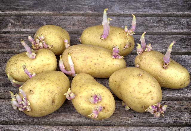 Peut-on manger une pomme de terre qui a germé ?