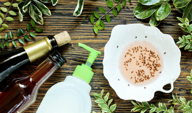 Voici la solution insoupçonnée pour éliminer les moucherons dans votre cuisine cet été sans produits chimiques