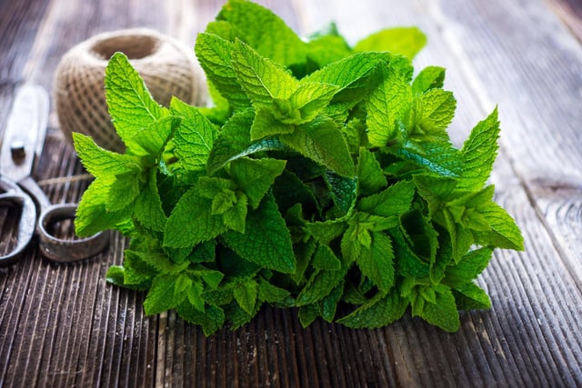 Ce simple geste recommandé par une MOF primeur libère tout le potentiel de la menthe fraîche