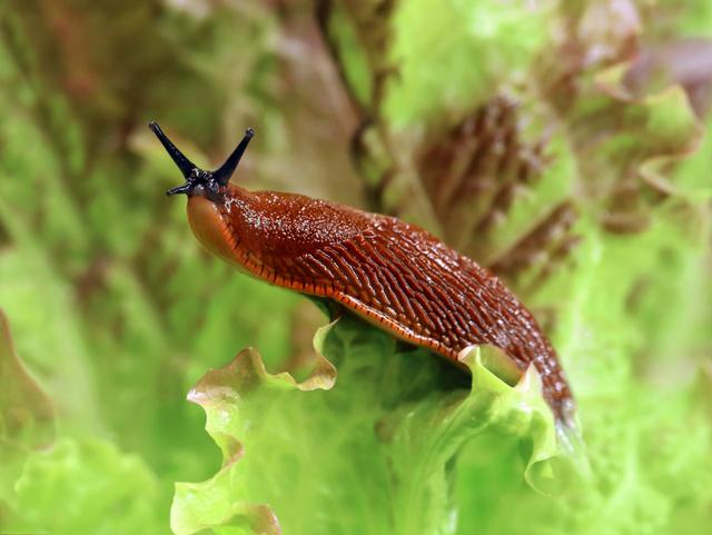 Limaces au jardin ? Ce simple objet du frigo pourrait vous aider à vous en débarrasser