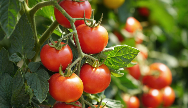 Voici la meilleure variété de tomates à consommer de fin août à septembre d’après 60 millions de consommateurs