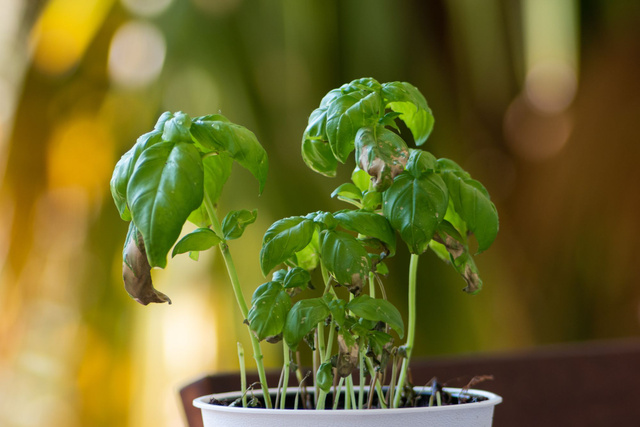 Cet accessoire ancestral et méconnu qui va sauver vos plantes aromatiques cet été !