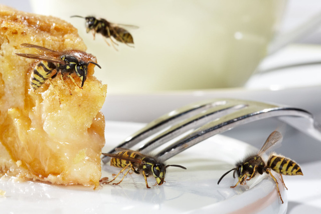 3 astuces simples et naturelles pour repousser les guêpes quand on est à table