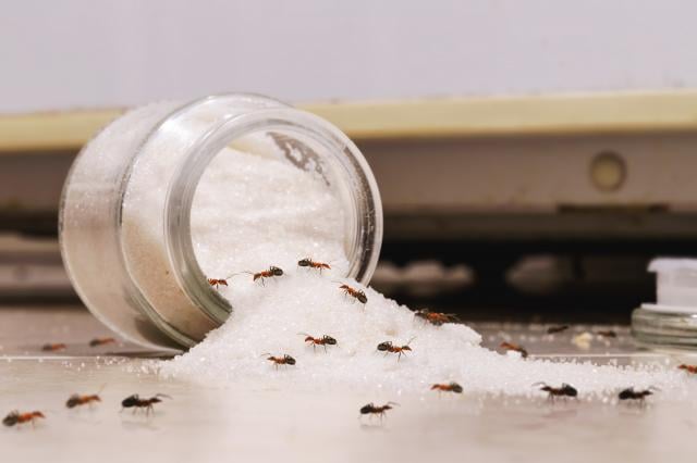 5 astuces naturelles pour éviter les invasions de fourmis dans la cuisine