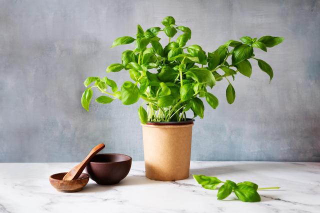 Basilic en pot : voici les 3 règles à suivre pour avoir une belle récolte
