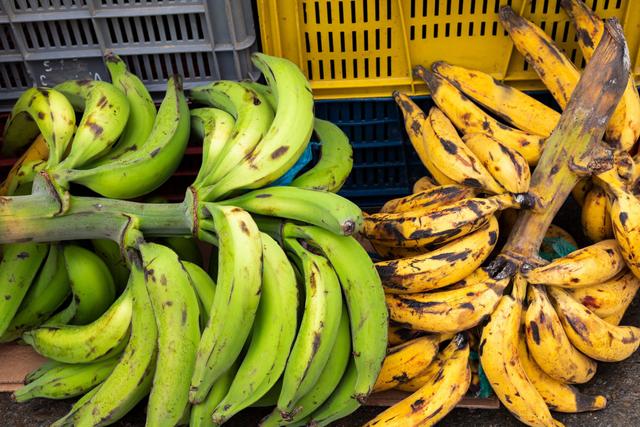 Des cultures de bananes plantain contiennent un phytorégulateur. Adobe