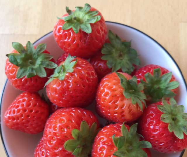 Agricool : la ferme urbaine qui cultive des fraises dans un container