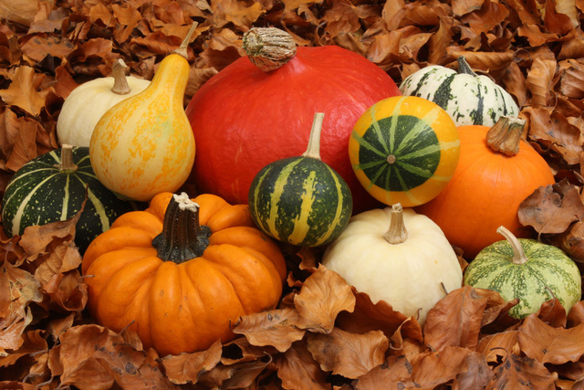 Potiron, courge, butternut : quels légumes peut-on manger avec la peau ?