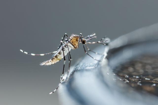 Avec seulement deux ingrédients banals, ce piège à moustique va sauver votre été !