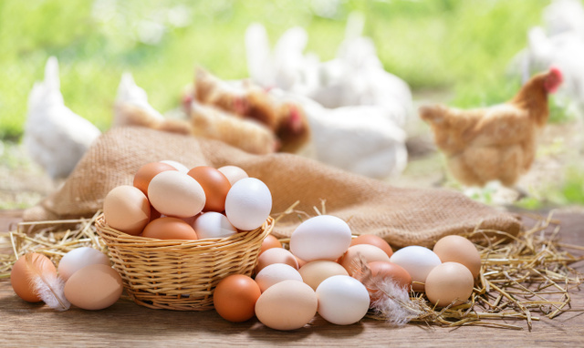 A part leur couleur, quelle est la différence entre les oeufs blanc et bruns ?