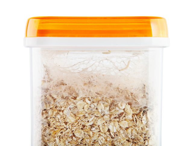 Mites alimentaires : ce que c’est et comment s'en débarrasser