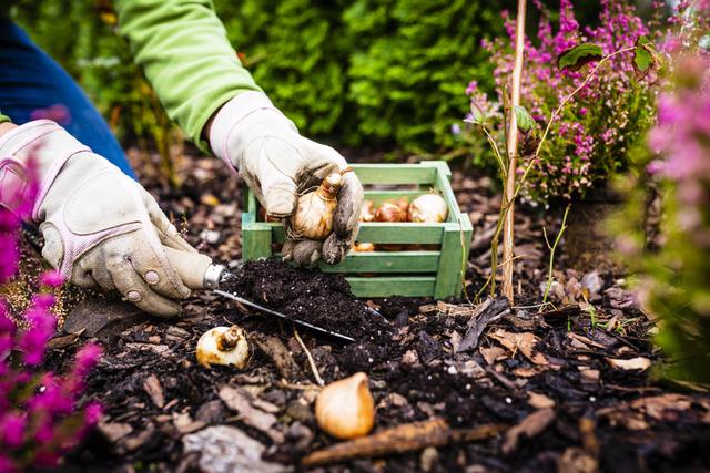 Dans notre jardin en Janvier. Adobestock