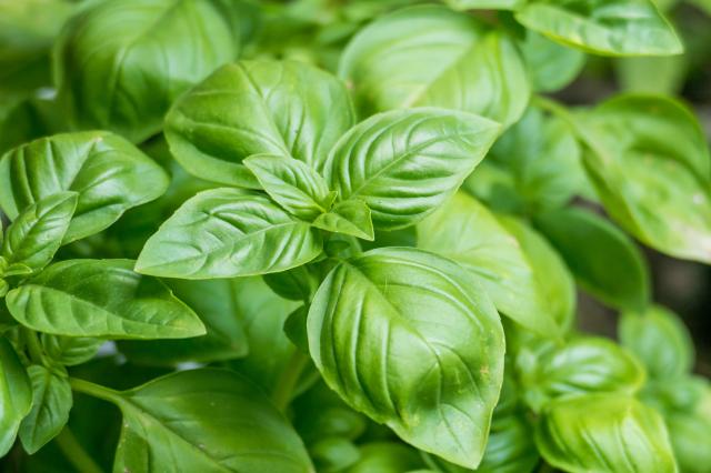 À quelle fréquence faut-il arroser son pot de basilic ?