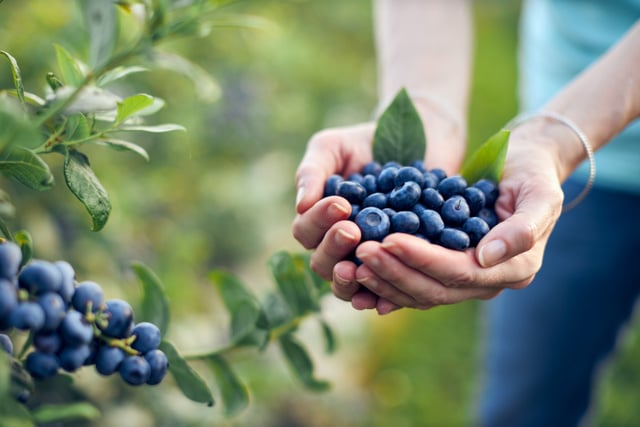 L'astuce ultime à connaître pour ne plus gaspiller vos myrtilles. Vous n'aurez plus d'excuses après