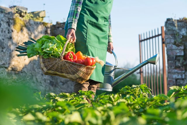Éloignez les limaces et les pucerons de votre jardin grâce à cet ingrédient que vous avez déjà en cuisine !