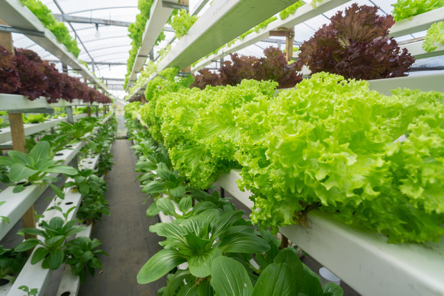L'aquaponie, l'avenir de l'agriculture ? Adobestock