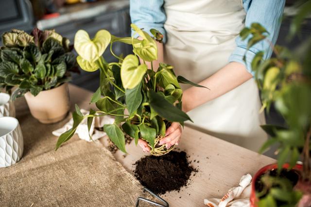 @ Adobe Stock/ Rempoter vos plantes 