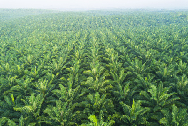 Plantation d'huile de palme. Adobestock