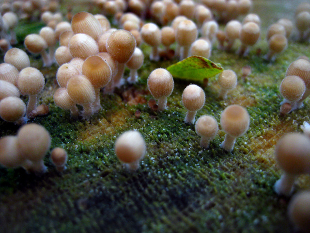 Ce champignon donnerait un orgasme spontané aux femmes rien qu’en le sentant