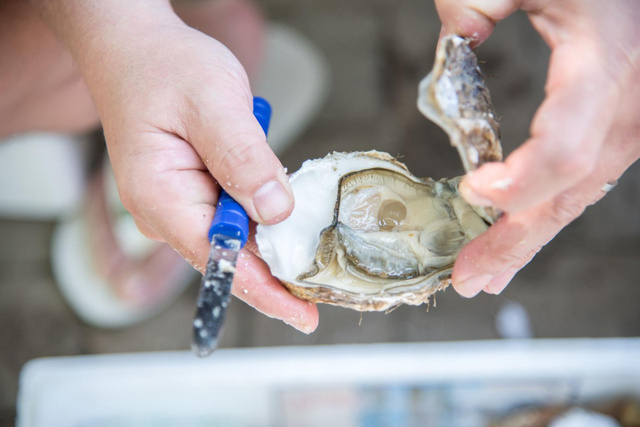 Comment ouvrir les huîtres ?