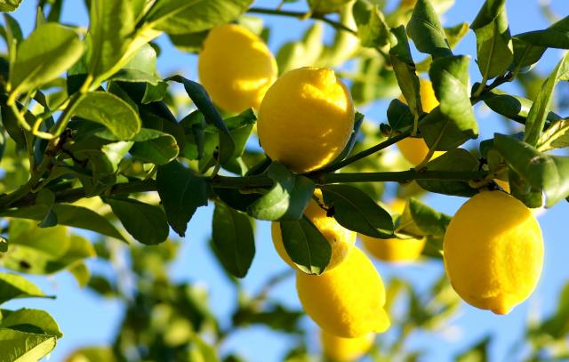 Le citron détoxifie l’organisme - Adobestock 