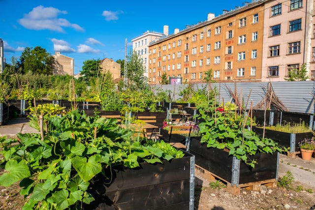 Certains légumes poussent mieux en ville qu’à la campagne. On vous explique comment !