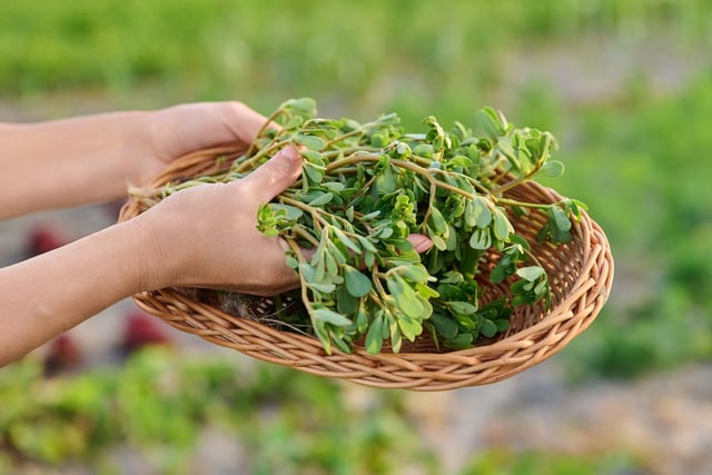 Considérée à tort comme une mauvaise herbe, cette plante sauvage rafraîchissante fait son grand retour dans nos salades d'été