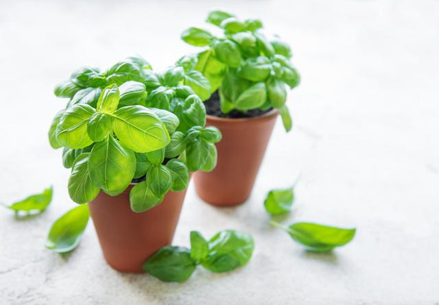 Basilic en pot du supermarché : comment le garder tout l’été ?