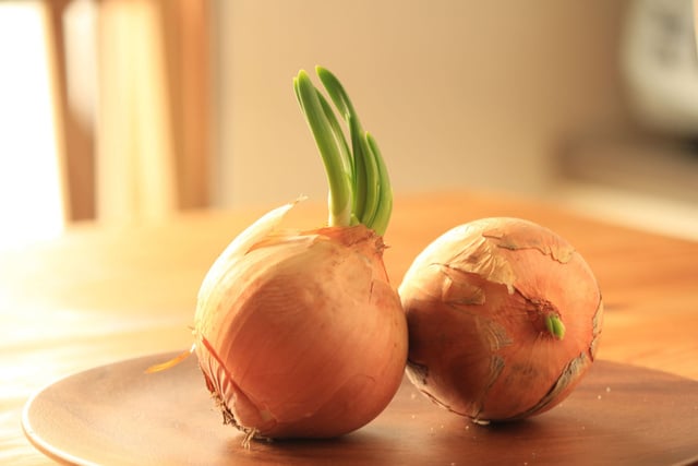Voici ce qui arrive si vous mangez un oignon germé !