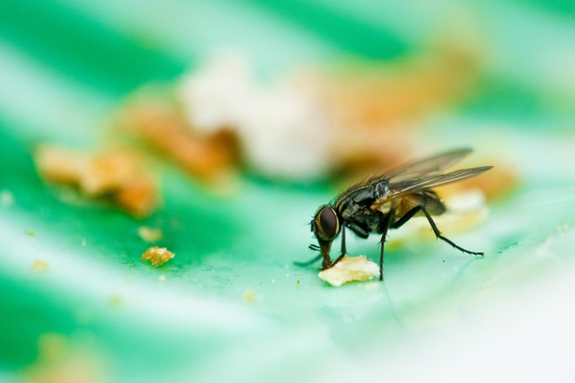 Un aliment a été touché par une mouche ? Voici pourquoi il vaut mieux éviter de le consommer