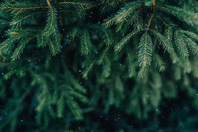 Ne jetez plus votre sapin de Noël, mangez-le !