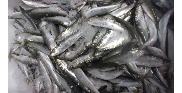 Rappel Produit : Ce poisson frais vendu dans tous les Auchan de France peut être toxique !