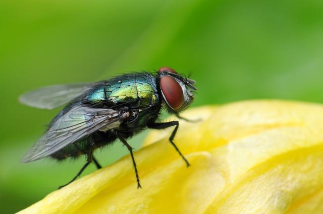 3 astuces naturelles pour éloigner les mouches de votre cuisine
