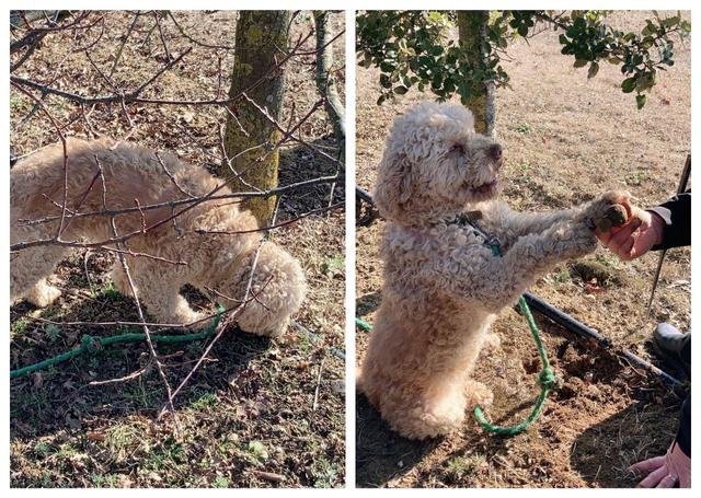 Cavage des truffes / Pascale Weeks