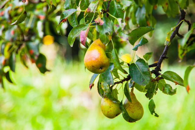 Quels sont les bienfaits des poires ?