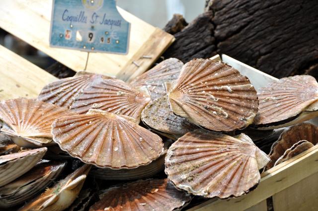 Comment bien choisir ses coquilles Saint-Jacques ?