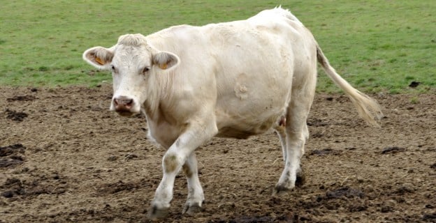 Le bœuf vieilli, c'est trop bon !