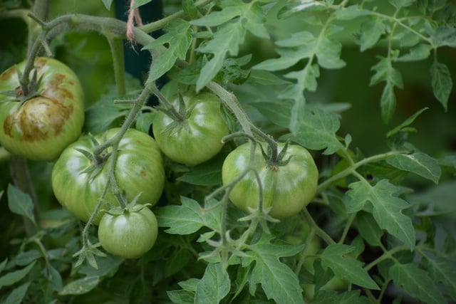 Cet expert explique pourquoi il vaut mieux récolter les tomates quand elles sont encore vertes