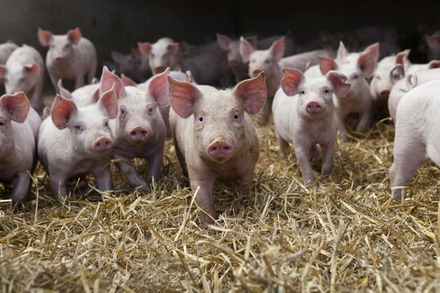 Filière du porc : Une crise historique et des éleveurs en détresse