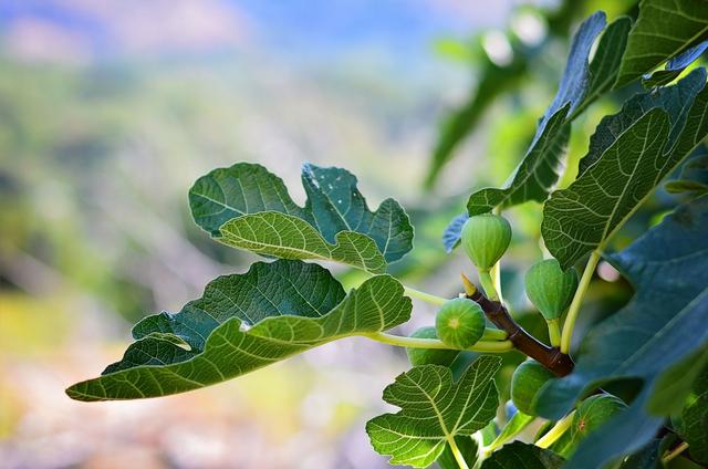 5 idées gourmandes pour utiliser les feuilles de figuier en cuisine