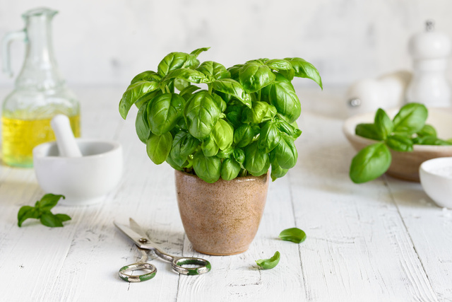 Basilic : pourquoi il faut absolument le cueillir maintenant et comment le garder tout l’hiver