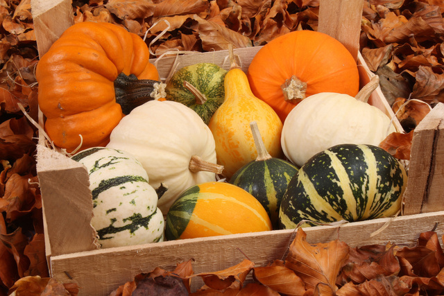 Comment reconnaître une courge bien mûre : les signes qui ne trompent pas